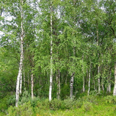 BETULA ALBA PENDULA - 100LT
