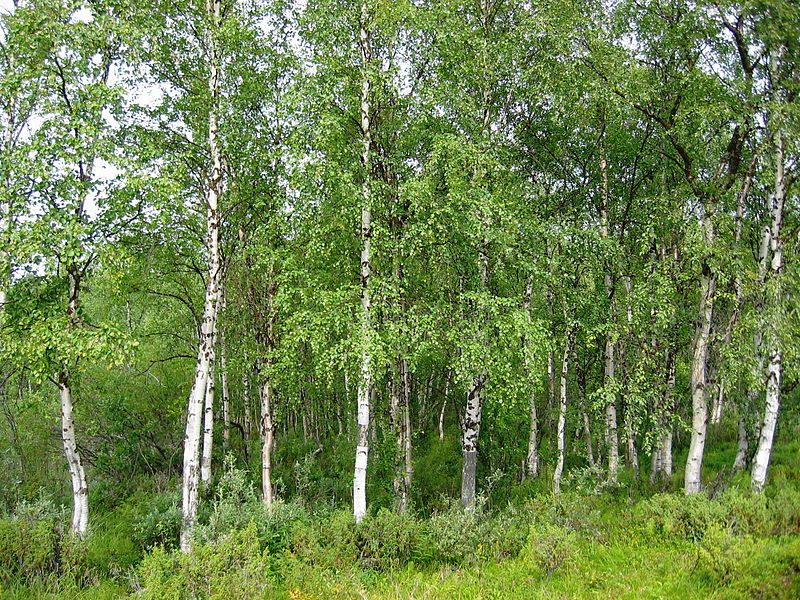 BETULA ALBA PENDULA - 100LT