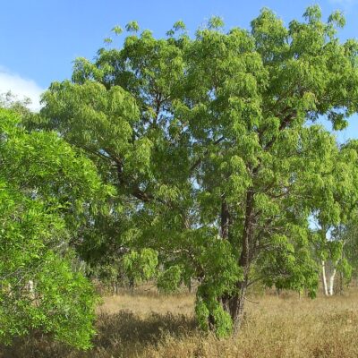 BOLUSANTHUS SPECIOSUS - 20LT