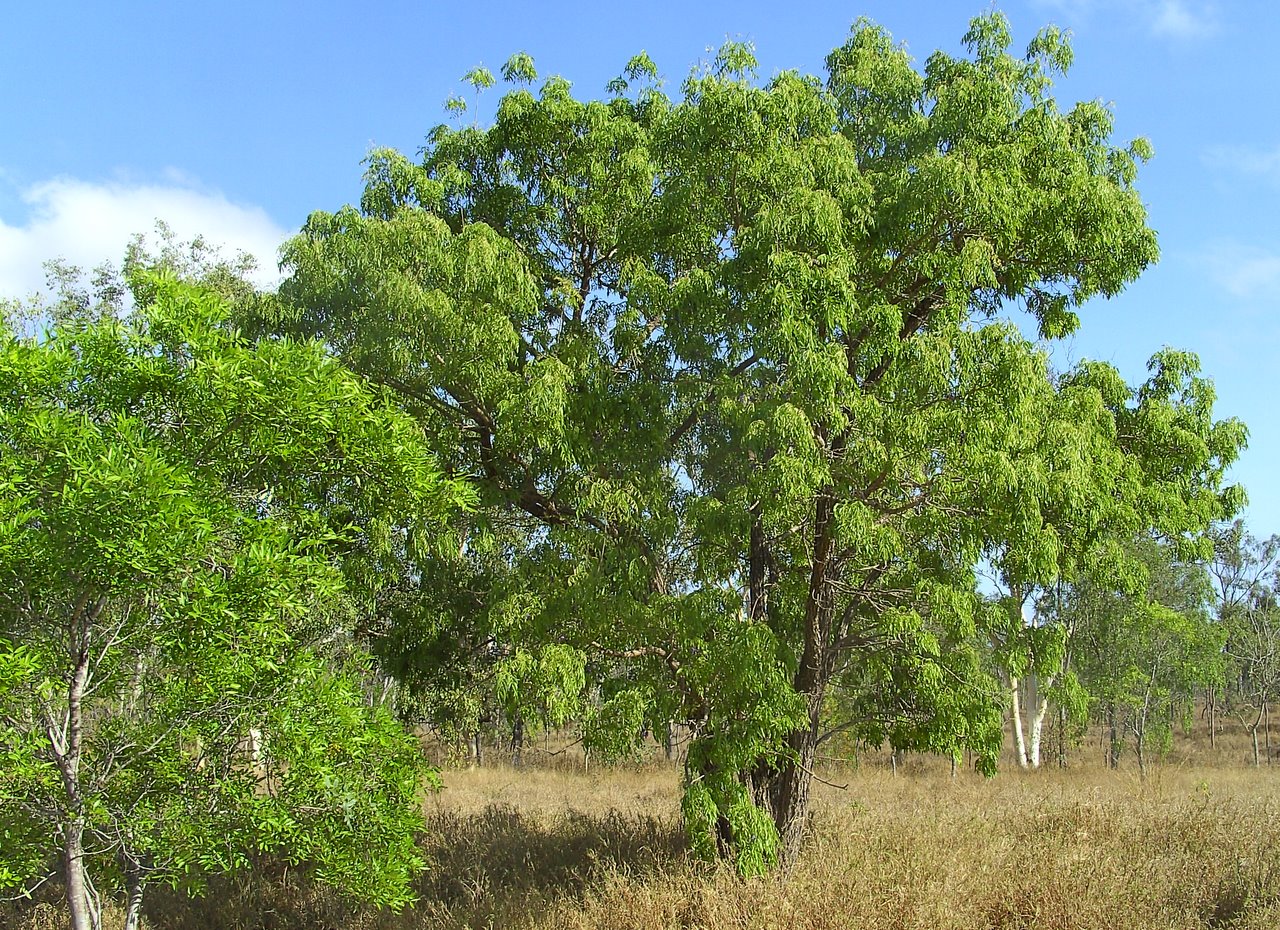 BOLUSANTHUS SPECIOSUS - 40LT
