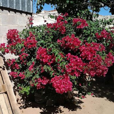 BOUGAINVILLEA VARIOUS 10LT