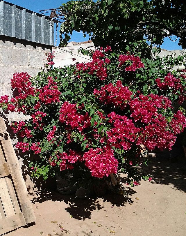 BOUGAINVILLEA VARIOUS 10LT