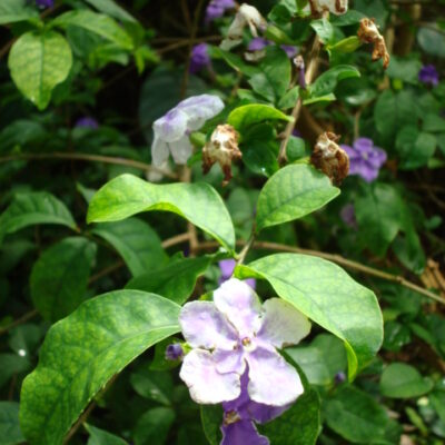 BRUNFELSIA FLORIBUNDA 10LT