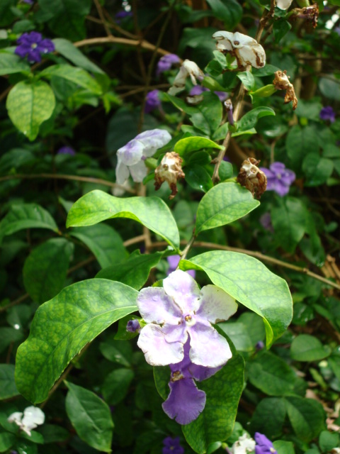 BRUNFELSIA FLORIBUNDA 10LT
