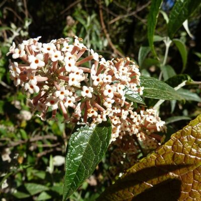 BUDDLEJA AURICULATA 40LT