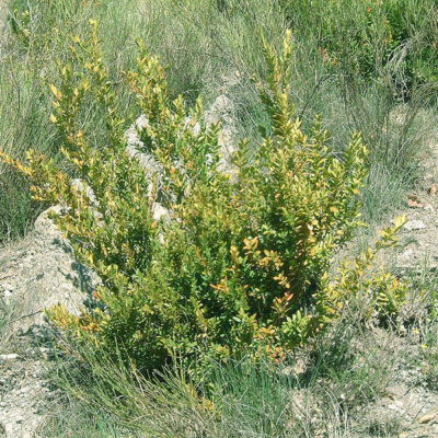 BUXUS SEMPERVIRENS 1OLT