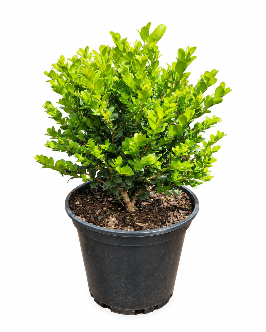 BUXUS FAULKNER BALL 1OLT