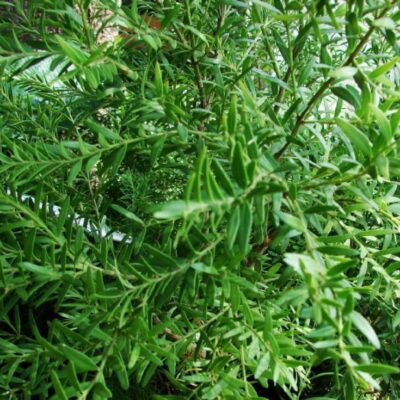 BUXUS MACOWANNII (CAPE BOX) 2.5LT