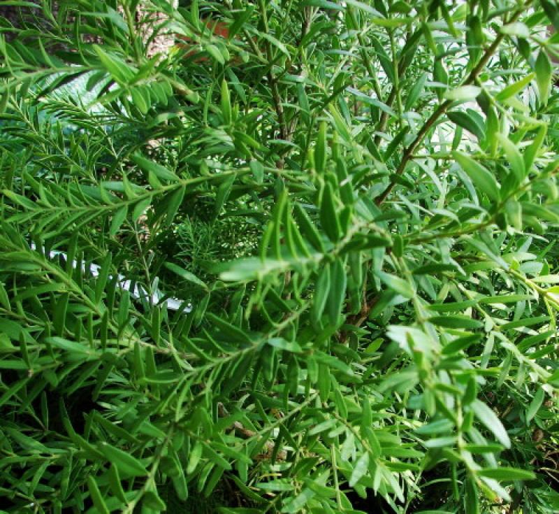 BUXUS MACOWANNII (CAPE BOX) 2.5LT