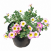 CALIBRACHOA VARIOUS 15CM POT - Image 2