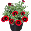 CALIBRACHOA VARIOUS 15CM POT