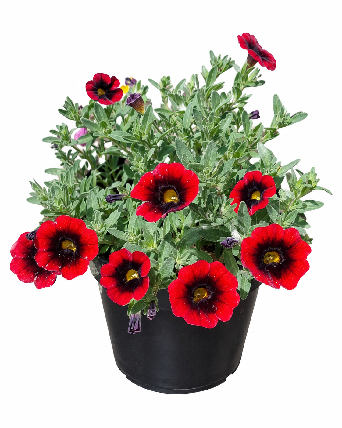 CALIBRACHOA VARIOUS 15CM POT