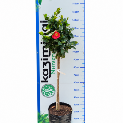 CAMELLIA JAPONICA STANDARD 20LT