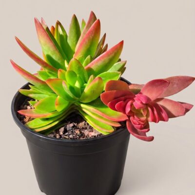 CRASSULA CAPITELLA (CAMPFIRE) 15CM POT