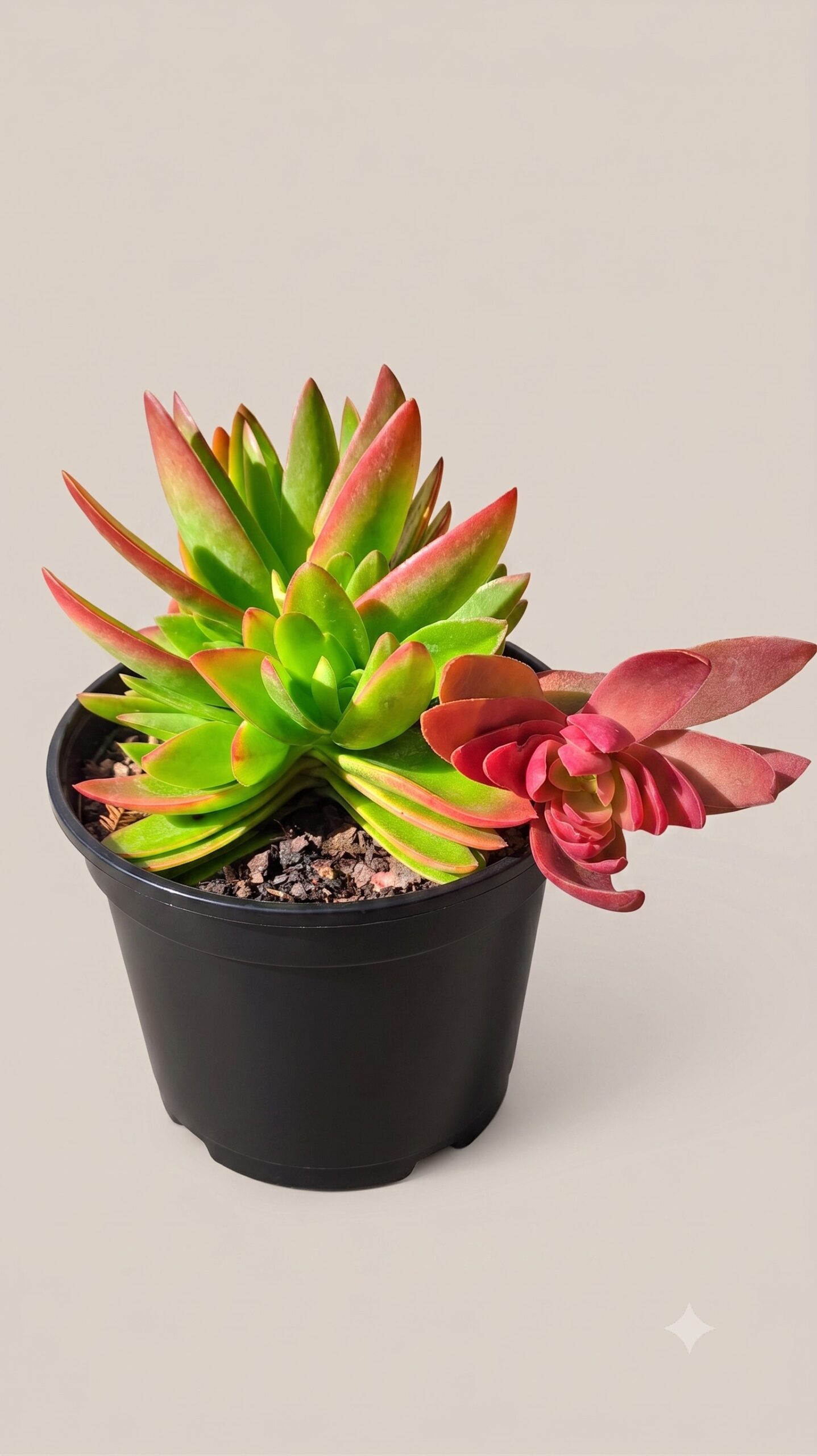 CRASSULA CAPITELLA (CAMPFIRE) 15CM POT