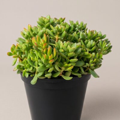 CRASSULA COMPACTA NANA GREEN 15CM POT