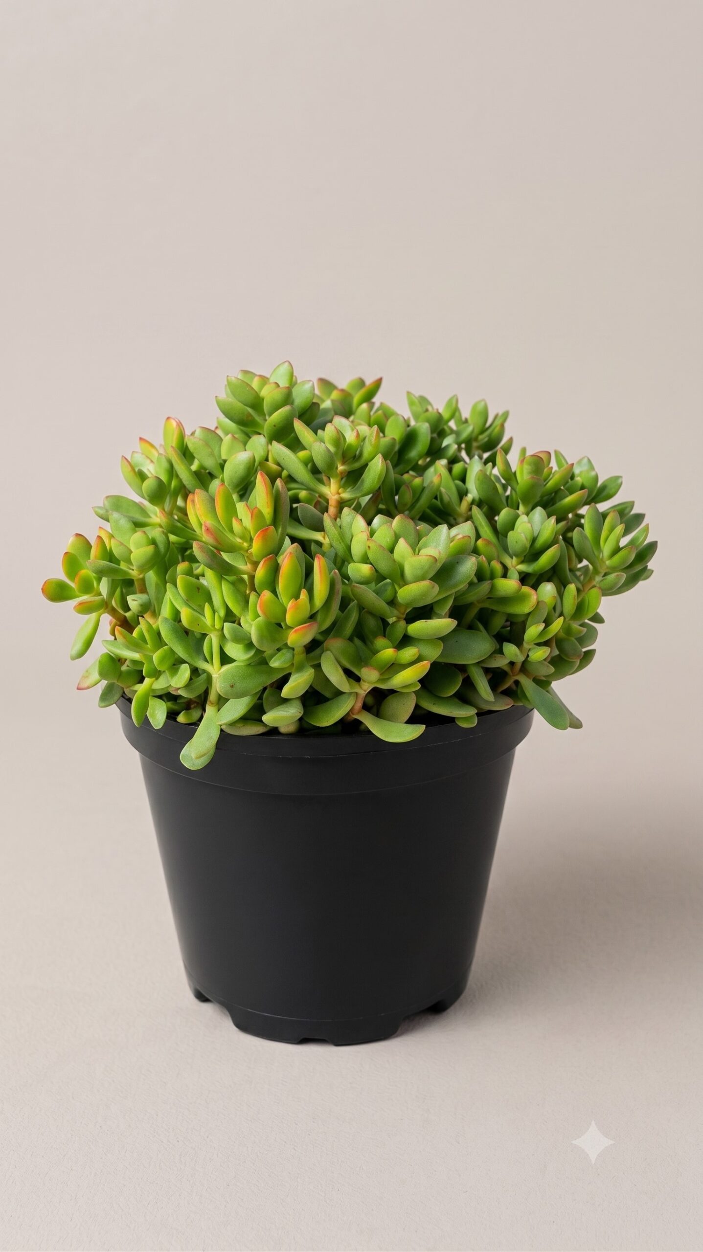 CRASSULA COMPACTA NANA GREEN 15CM POT