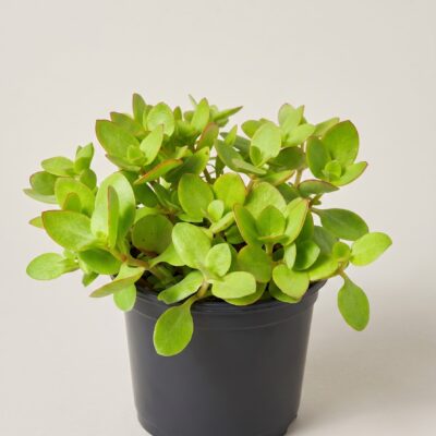 CRASSULA MULTICLAVA GREEN 15CM POT