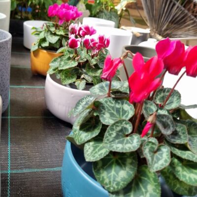 CYCLAMEN VARIOUS 9CM POT
