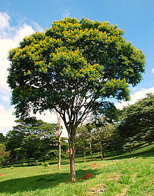CAESALPINIA FERREA - 100LT