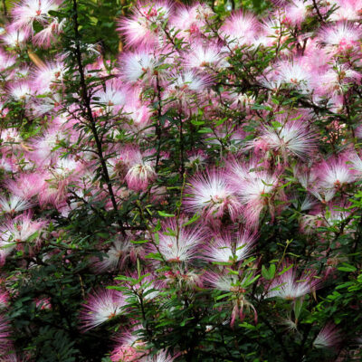 CALLIANDRA SELLOI 1OLT