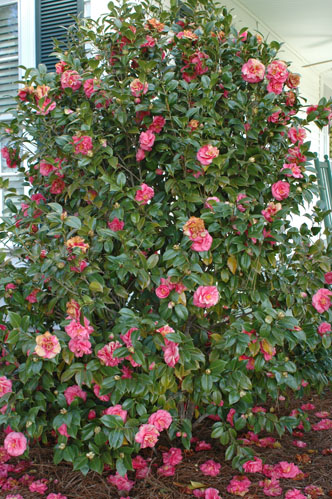 CAMELLIA SASANQUA STANDARD 1OLT