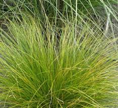 CAREX TALL GREEN 2.5LT