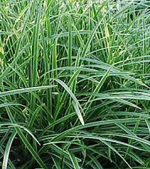 CAREX VARIEGATA 2.5LT