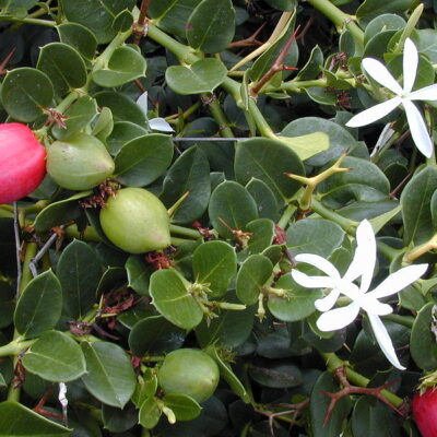 CARISSA MACROCARPA 2.5LT