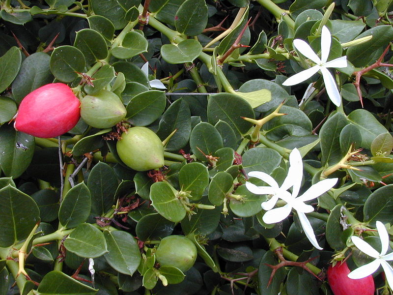 CARISSA MACROCARPA 2.5LT