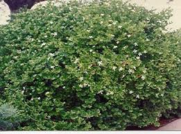 CARISSA COMPACTA NANA 2.5LT
