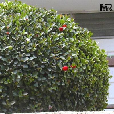 CARISSA MACROCARPA GREEN CARPET 2.5LT