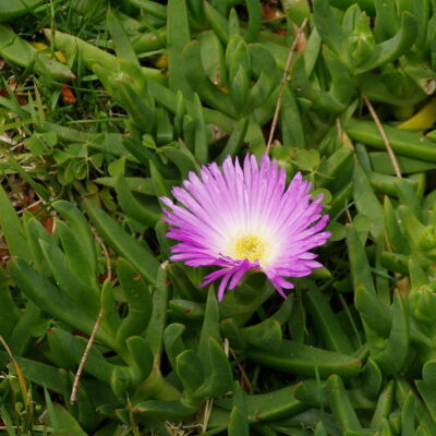 CARPOBROTUS 1LT