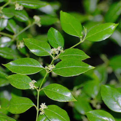 CASSINOPSIS ILICIFOLIA 1OLT
