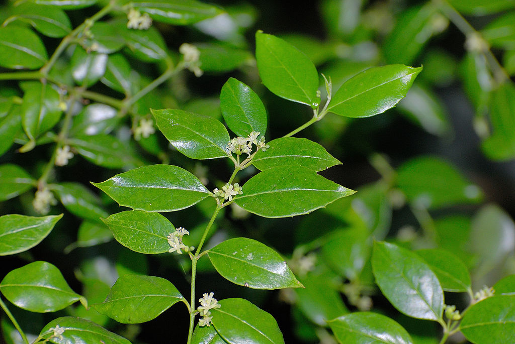 CASSINOPSIS ILICIFOLIA 1OLT