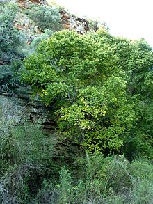 CELTIS AFRICANA - 100LT