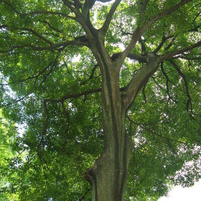 CELTIS SINENSIS - 100LT