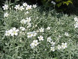 CERASTIUM TOMENTOSUM 2.5LT