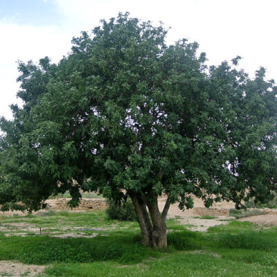 CERATONIA SILIQUA - 100LT