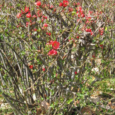 CHAENOMELES RED (FLOWERING QUINCE) 1OLT