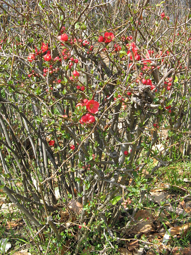 CHAENOMELES WHITE (FLOWERING QUINCE) 1OLT