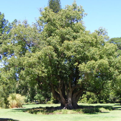CINNAMONUM CAMPHORA - 20LT