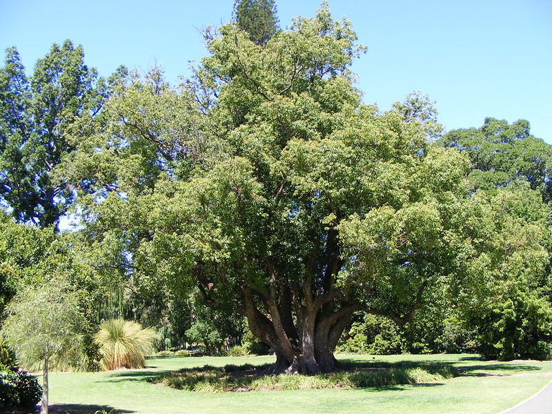 CINNAMONUM CAMPHORA - 40LT