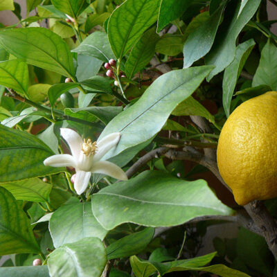 CITRUS LEMON EUREKA - 100LT