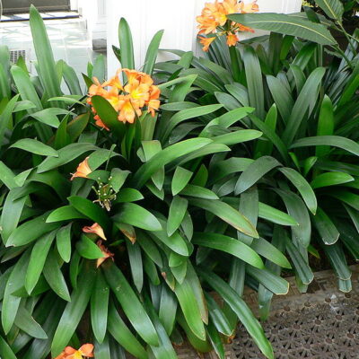 CLIVIA MINIATA 2.5LT