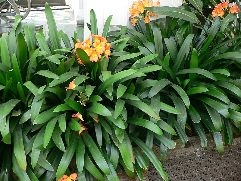 CLIVIA MINIATA 2.5LT