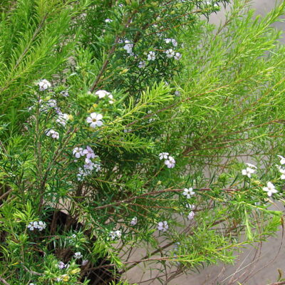 COLEONEMA PULCHRUM 1OLT