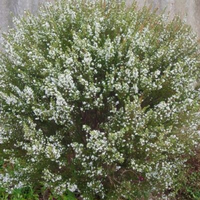 COLEONEMA ALBA 1OLT