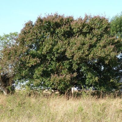 COMBRETUM KRAUSII - 100LT