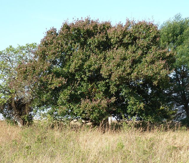 COMBRETUM KRAUSII - 100LT
